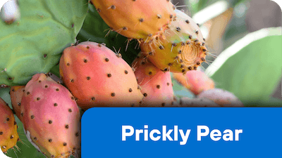 Prickly Pear