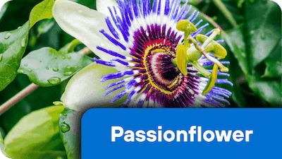 Passionflower