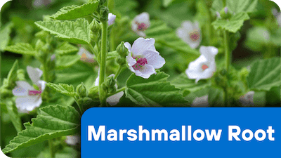 Marshmallow Root