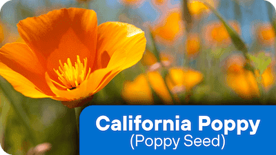 California Poppy