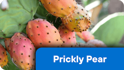 Prickly Pear